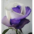 Tinted Roses - Purple, White